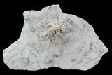 Wide Crinoid (Eucalyptocrinus) Holdfast - Indiana #106276-2